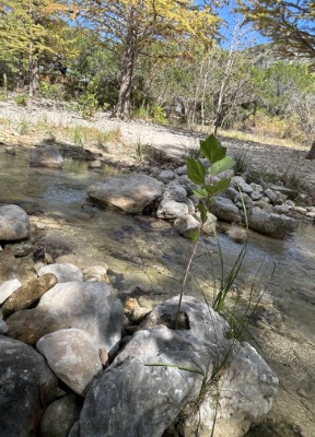 Foxfire Cabins, Texas Hill Country Cabins on the Sabinal River. Biker friendly, Family Oriented, Pet Friendly